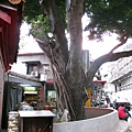 古亭長慶廟廟後奉祀250年的榕樹公