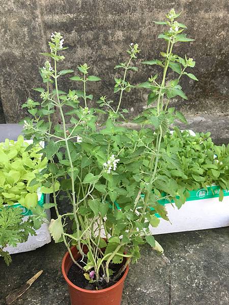 荊芥 貓薄荷種植紀錄 艾蜜莉rs人生 痞客邦 荊芥 貓薄荷種植紀錄 艾蜜莉rs人生 痞客邦
