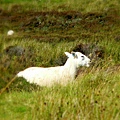 7. 26 沉思的羊 Dun Beag Broch Isle of Skye