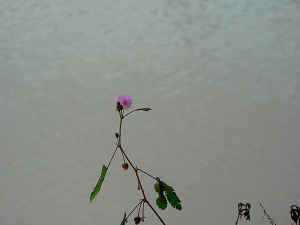 塘邊的含羞草花