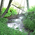 森林裡的野溪溫泉