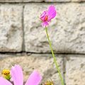 波斯菊真的是很有姿態的一種花啊
