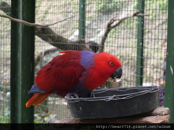 20140204-森林鳥花園 020.JPG