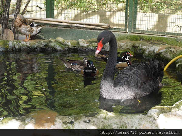 20140204-森林鳥花園 021.JPG