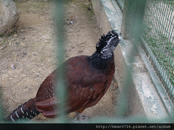 20140204-森林鳥花園 025.JPG