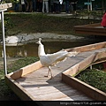 20140204-森林鳥花園 055.JPG