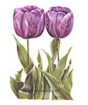 tulip0001.jpg