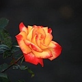 橘黃色玫瑰