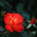 橘紅色玫瑰