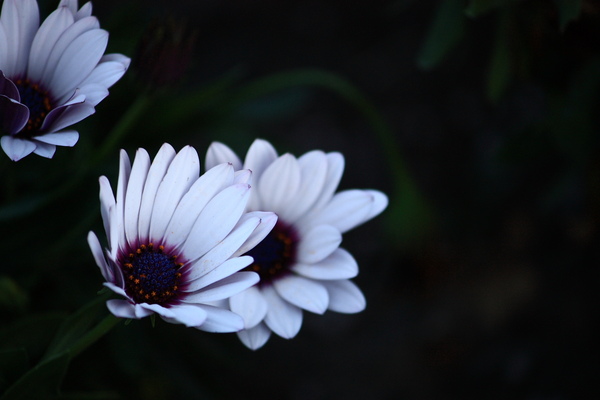紫白色小花