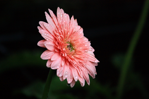 粉紅色菊花