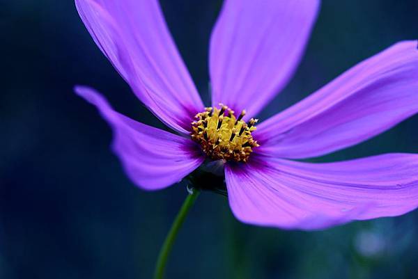 大菊花