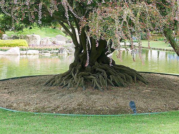 成美文化園-彰化永靖景點，號稱台版兼六園的超美園區，一年四季