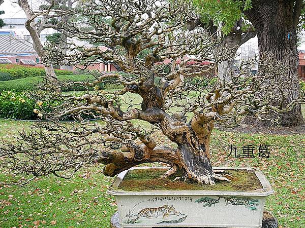 成美文化園-彰化永靖景點，號稱台版兼六園的超美園區，一年四季