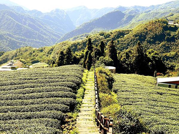 嘉義竹崎景點，頂石棹「霧之步道」，置身在翠綠茶園之間，步道筆