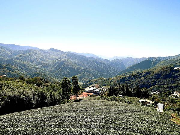 嘉義竹崎景點，頂石棹「霧之步道」，置身在翠綠茶園之間，步道筆