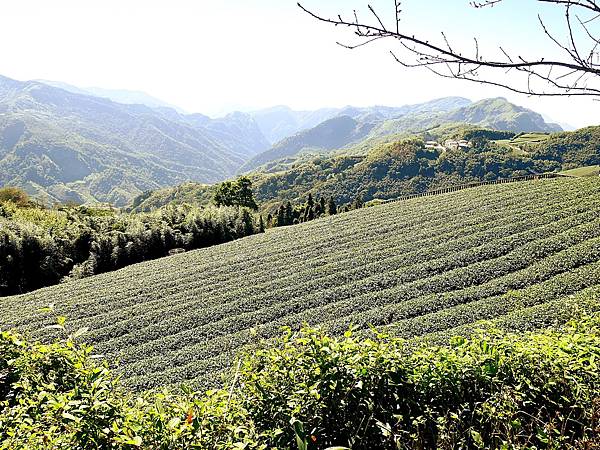 嘉義竹崎景點，頂石棹「霧之步道」，置身在翠綠茶園之間，步道筆