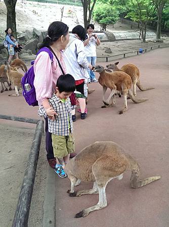 九州自然動物公園-袋鼠