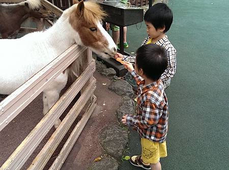 九州自然動物公園-迷你馬