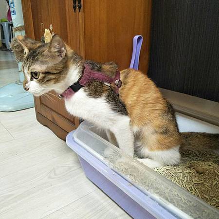試用