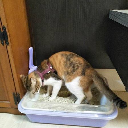 試用