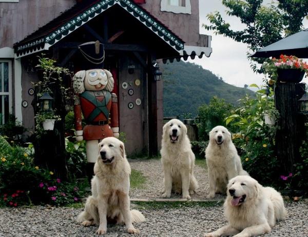 清境 白熊屋 粉紅世界 紫色熊熊 痞客邦