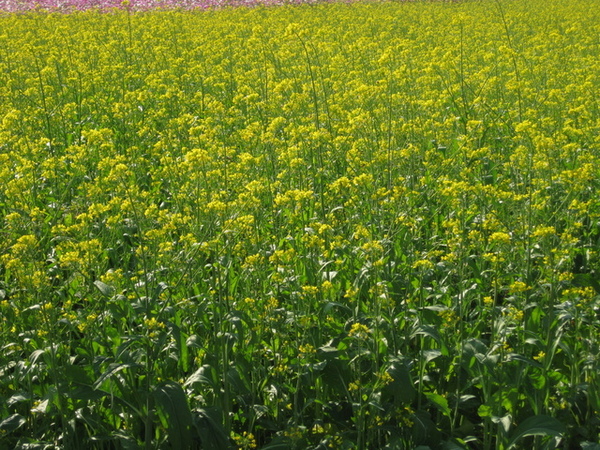 油菜花