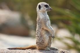 2024年美西之旅 咖哩我們來找你囉Day 9.「Hors 2024年美西之旅 咖哩我們來找你囉Day 9.「Hors