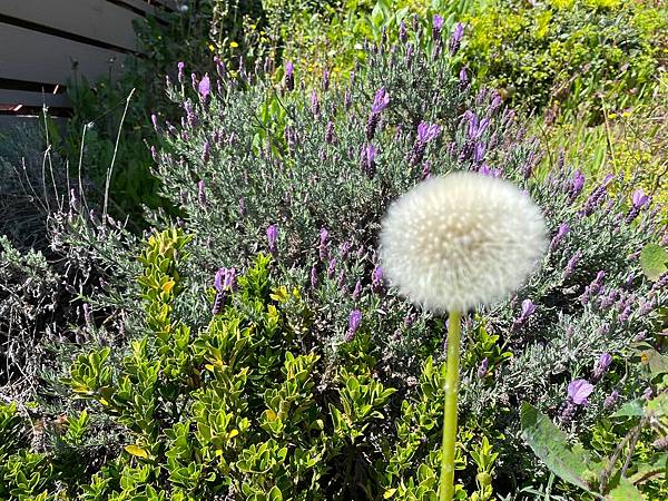 2024年美西之旅 咖哩我們來找你囉Day 12.「Caf 2024年美西之旅 咖哩我們來找你囉Day 12.「Caf