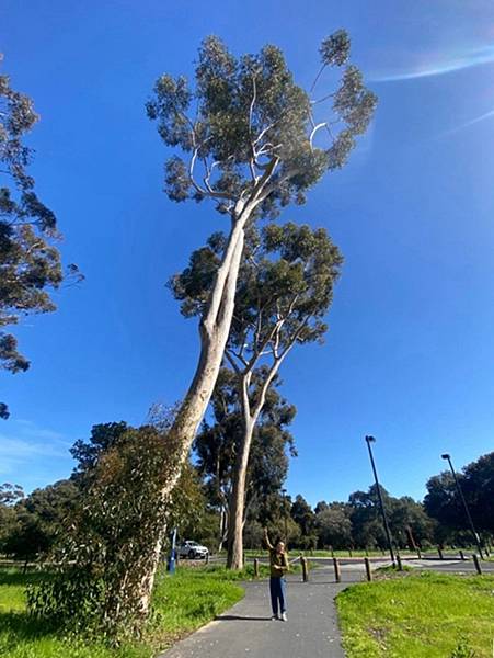 2024年美西之旅 咖哩我們來找你囉Day 13.「Sta 2024年美西之旅 咖哩我們來找你囉Day 13.「Sta