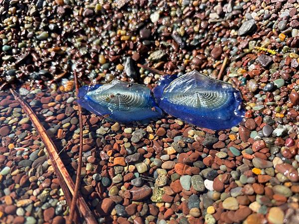 2024年美西之旅 咖哩我們來找你囉Day 14.「Gol 2024年美西之旅 咖哩我們來找你囉Day 14.「Gol