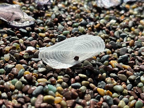 2024年美西之旅 咖哩我們來找你囉Day 14.「Gol 2024年美西之旅 咖哩我們來找你囉Day 14.「Gol