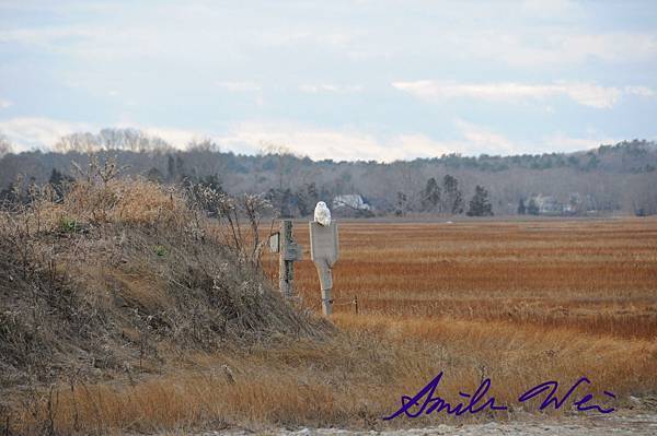 snowy_owl.jpeg