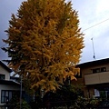 20201103_163029579.jpg