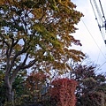 IMG_20201103_163605.jpg