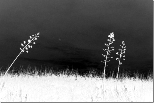 IMGP4550-1 IMGP4550-1