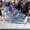 登別尼克斯海洋公園-企鵝漫步