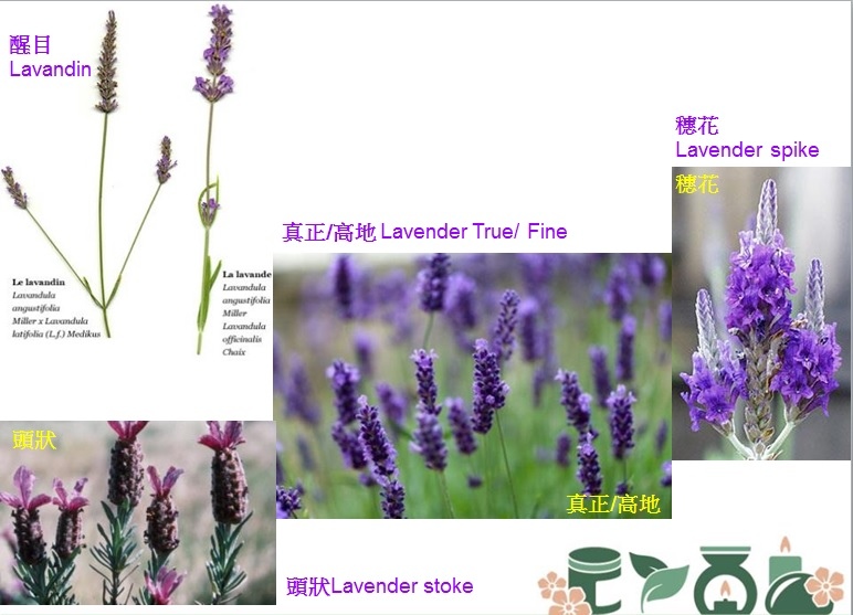 薰衣草.jpg 薰衣草.jpg