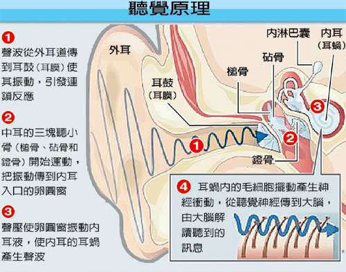 耳鳴.鼻過敏治療