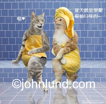 Spa-Cats-Steam-Room