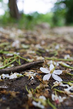 20120425-_MG_4618