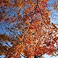 IMG_2434.JPG