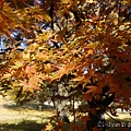 P1500207.JPG