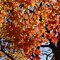 P1500217.JPG