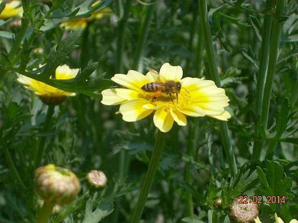 茼蒿花 與蜜蜂 (4)