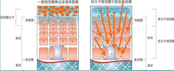 玻尿酸角質層，保養，果酸、胜肽酸、杏仁酸，旭彤診所003.jpg