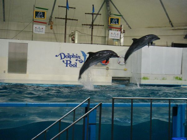 尼克斯海洋公園海豚秀.JPG