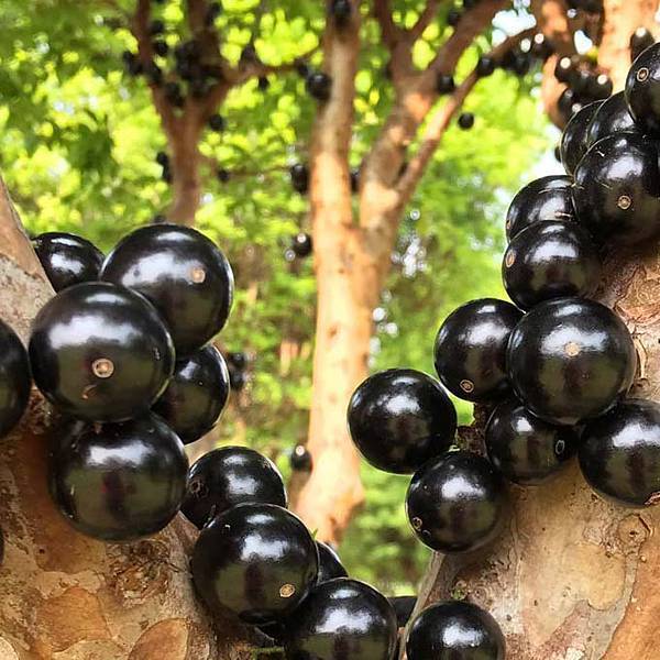 果寶歡酵_有機樹葡萄