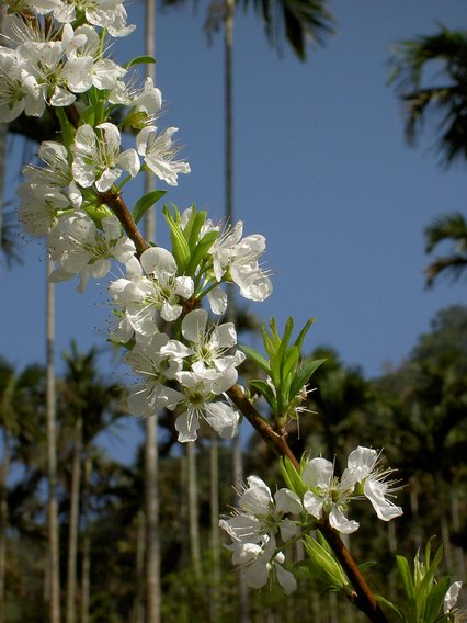 梅花