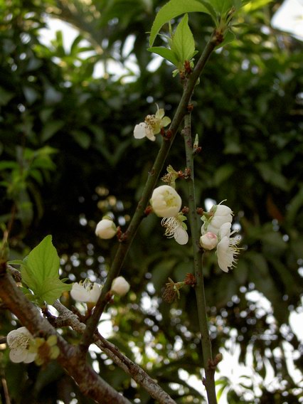 這裡的梅花比較多